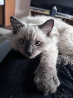 Kocúrik Ragdoll - 5