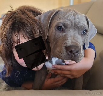 Top pejsek American bully XL s PP - 5