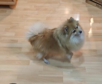 Luxusný Pomeranian (mini) bez PP - 5
