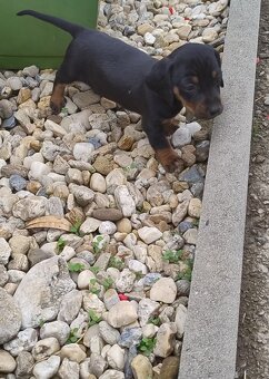 Šteniatko jazvečíka - 5