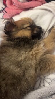 Ponúkam čistokrvného psíka pomeriana - 5