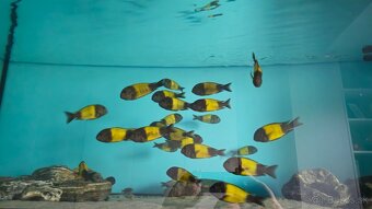 Tropheus Ikola F1 - 5