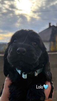 Anglický kokeršpaniel - 5