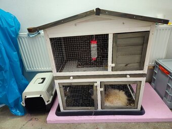 Mini kralik (samička) plus komplet vybavenie - 5