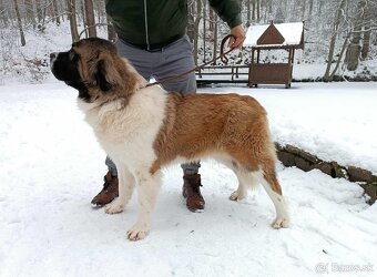 Moskovský strážny pes - Berkut - 5