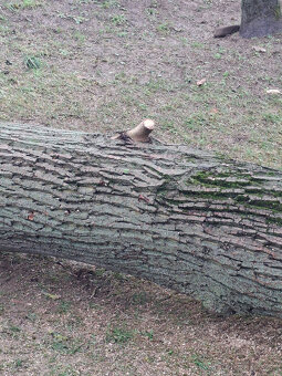 Orech kmeň guľatina priemer70cm - 30/35cm dlzka 7.8m + klaty - 5