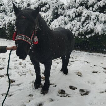 Sprzedam walacha karego - 5