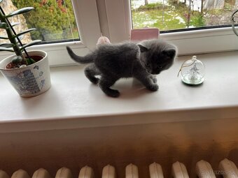 Britská modrá mačička - 5