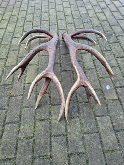 Trofej trofeje paroh parohy parozie zhody - 5