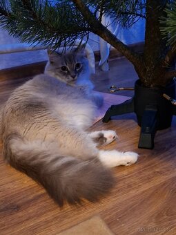 Ragdoll kocurik blue lynxl - 5