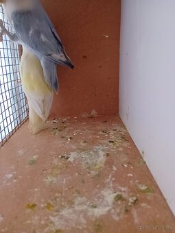 Predám Agapornisi Ružovohrdle - 5