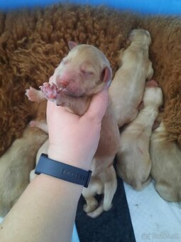 Goldendoodle po rodičoch s pp - 5