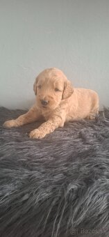 Goldendoodle po rodičoch s pp - 5