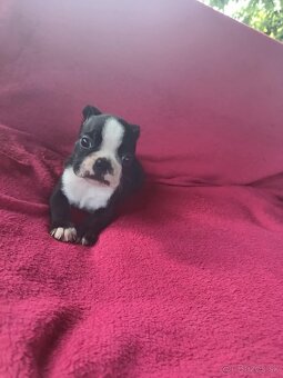 Bostonský teriér, boston terrier - 5