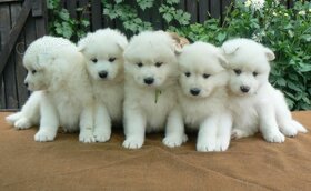 SAMOJED štěňátka s PP rezervace léto 2025 - 5