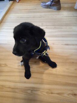 Darujem steniatko - 5