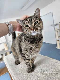 Nežná mačička LENKA hľadá domov - 5