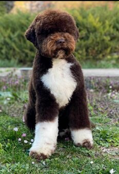 Lagotto Romagnolo steniatko - 5