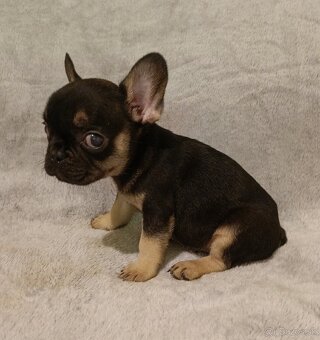 Francúzsky buldoček, šteniatka Blue, Faun, Black Tan - 5