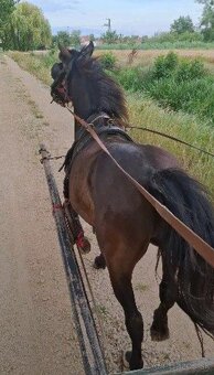 Sportovy pony valach - 5