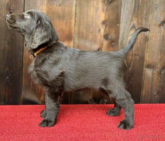 Flat coated retriever - šteniatko s PP - 5