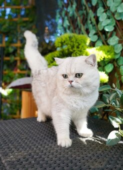 Britská krátkosrstá mačka - 5