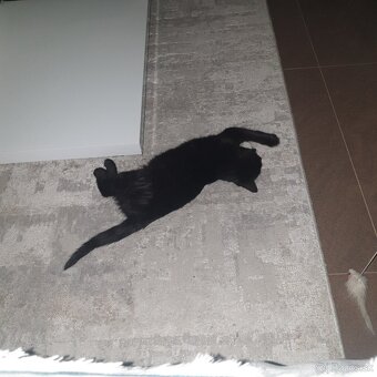 Darujem mačiatko - 5