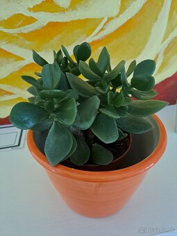 Krotón, pilea, tučnolist, cissus, monstera, osobný odber BA - 5