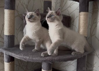 Ragdoll - 5