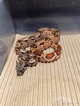 Boa Constrictor -  Velhad Kralovsky - 5