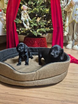 Darujeme šteniatka - 5