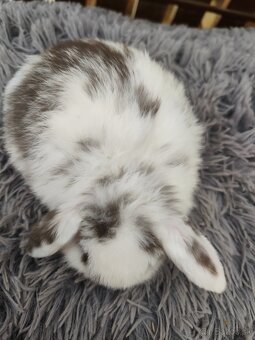 Minilop samička s VP - 5