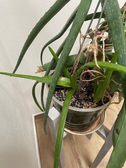 Aloe Vera - Lekárska - 5
