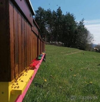 Včelie matky F1 - 5