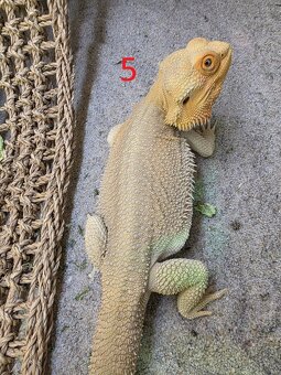 Agama bradat Witblits, Zero, Het Wero - 5