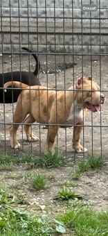 American bully - 5