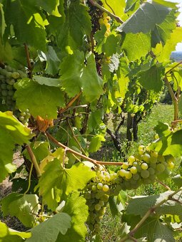 Dve vinice v srdci Tokajskej oblasti – obec Viničky - 5