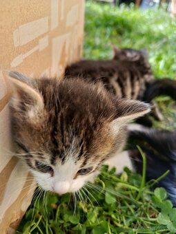 Darujem mačiatka - 5