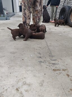 Labrador čokoládový - 5