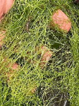 Živé krmivo pre ryby a krevety, machy - 5