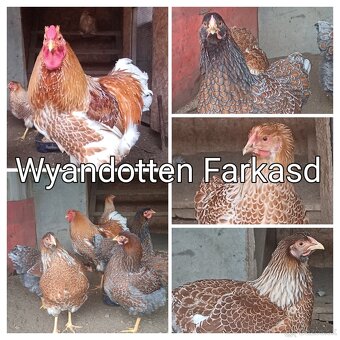 Wyandotka- nasadove vajicka - 5