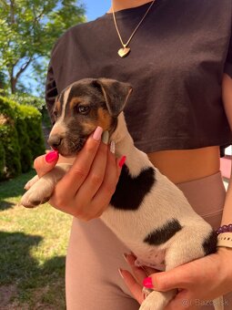 Jack Russell Terrier - 5