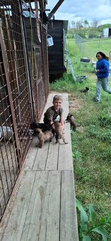 Belgický ovčiak X Holandský ovčiak - šteniatka. - 5