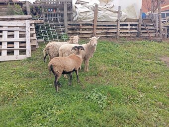 Predám ovce kamerúnske - 5