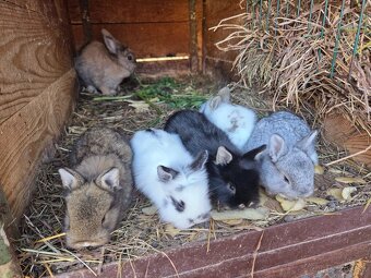 Zakrslý králik - 5