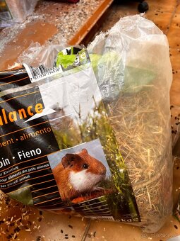 Predám Činčilu REZEROVANÉ VŠETKY - 5