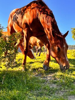 Ustajnenie koní na ORAVE - 5