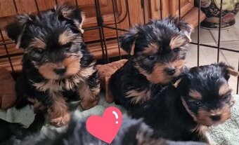 yorkshire terier - 5