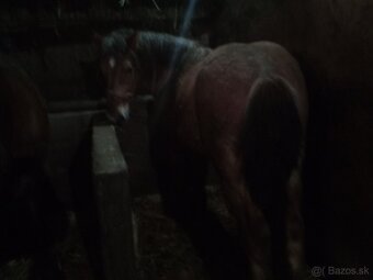 Predám ťažného zrebca - 5