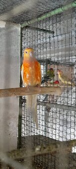 Predám rozela penant a papagáj spevavý - 5